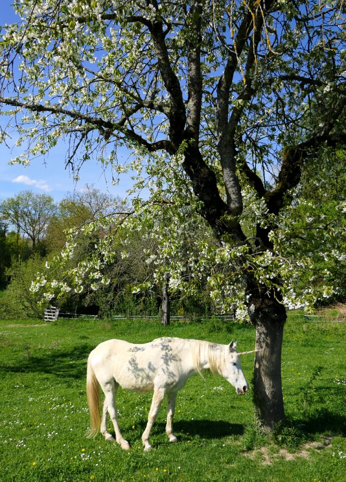Shadow tree animal