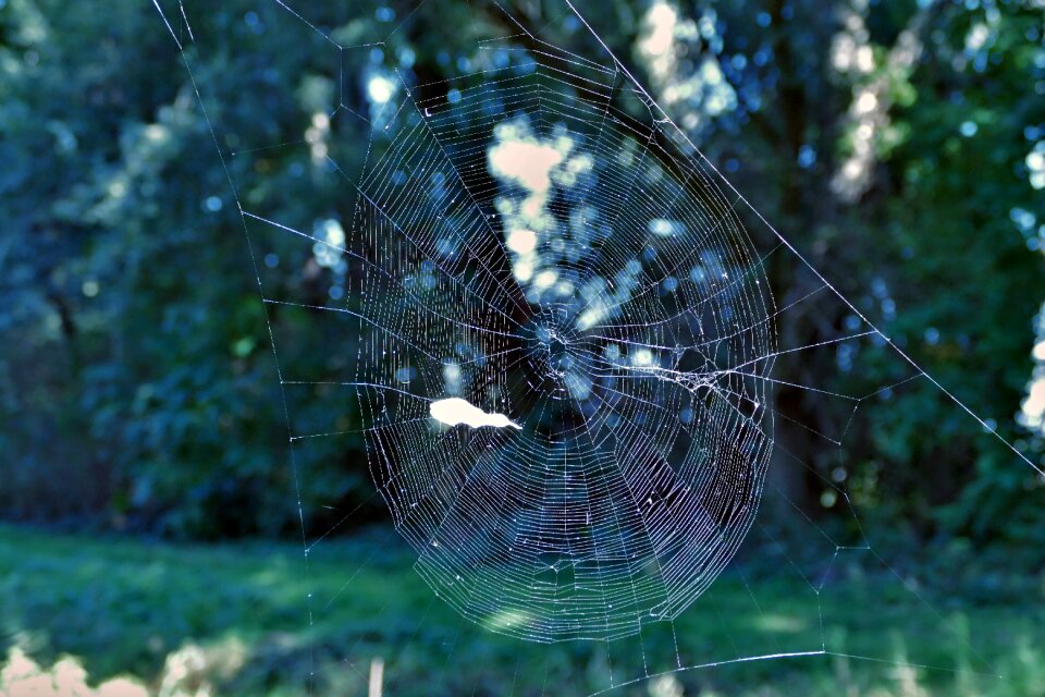 Forest trap close-up