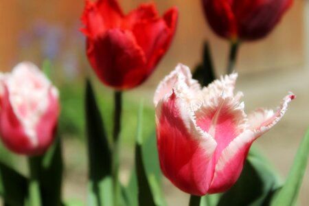 Plant floral fringed tulips photo