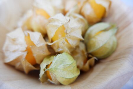 French golden bell cape gooseberry
