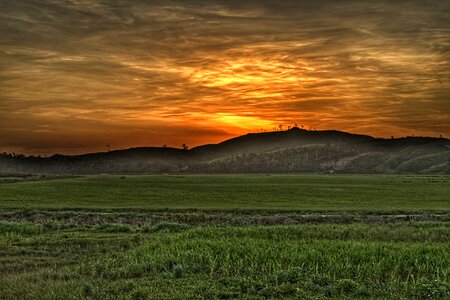 Natural rice agriculture photo