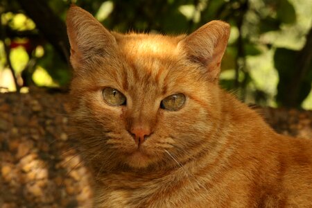 Portrait eyes green photo