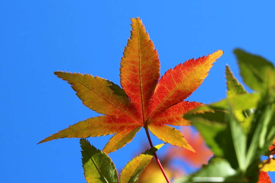 Nature autumn colorful