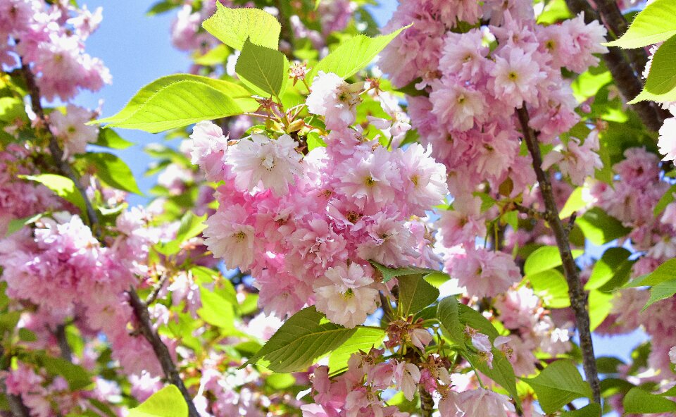 Tree branch plant
