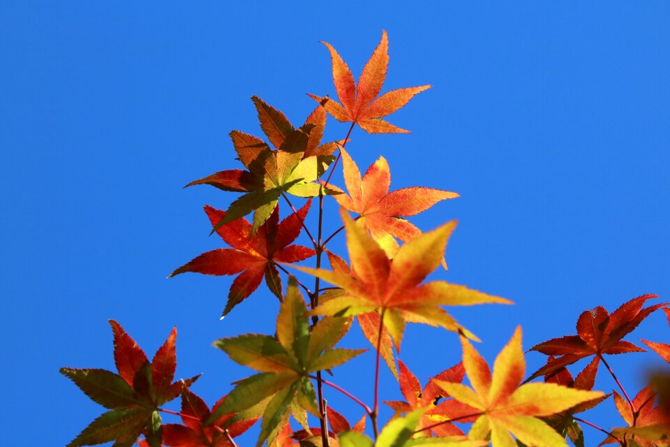 Nature autumn colorful