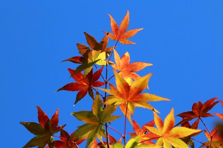 Nature autumn colorful