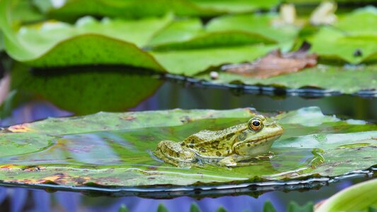 Frog water lilies pond photo