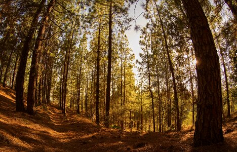 Pine nature landscape photo