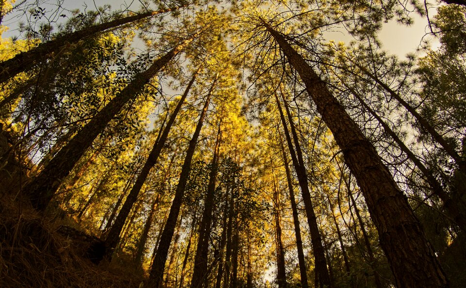 Pine nature landscape
