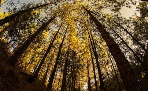 Pine nature landscape photo