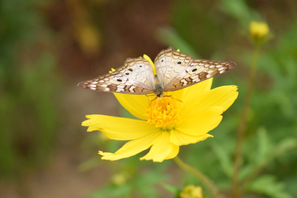 Insects animals summer