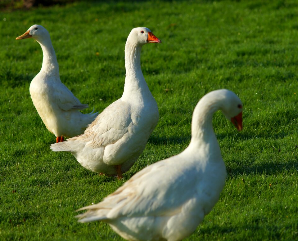 Mood waterfowl poultry