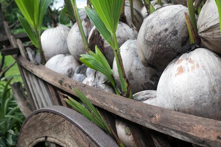 Farm travel tropical