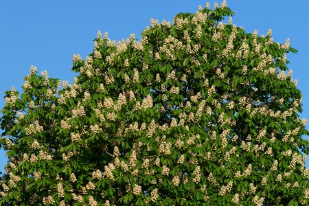 Chestnut nature tree