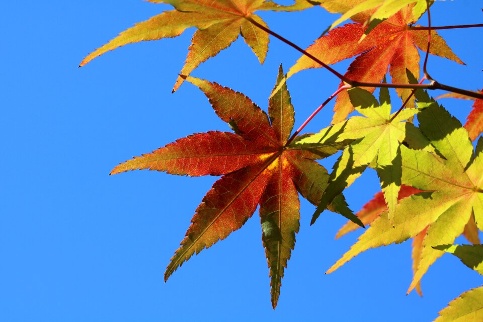 Nature autumn colorful