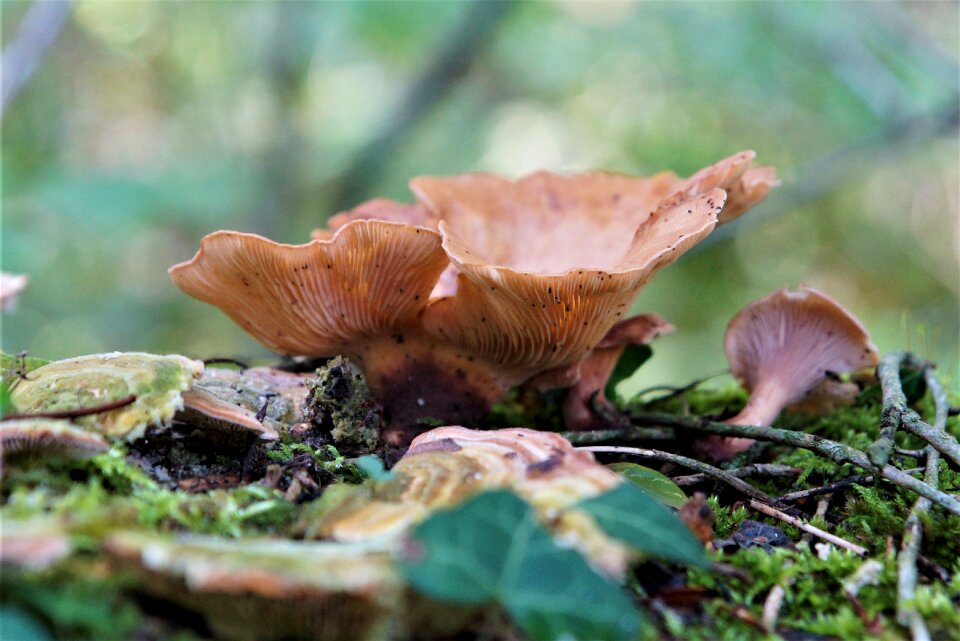 Mushroom lamellar moss