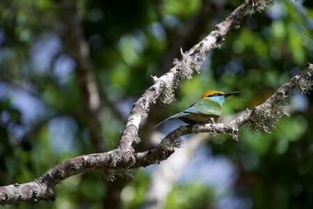 Nature tropical bird green birds
