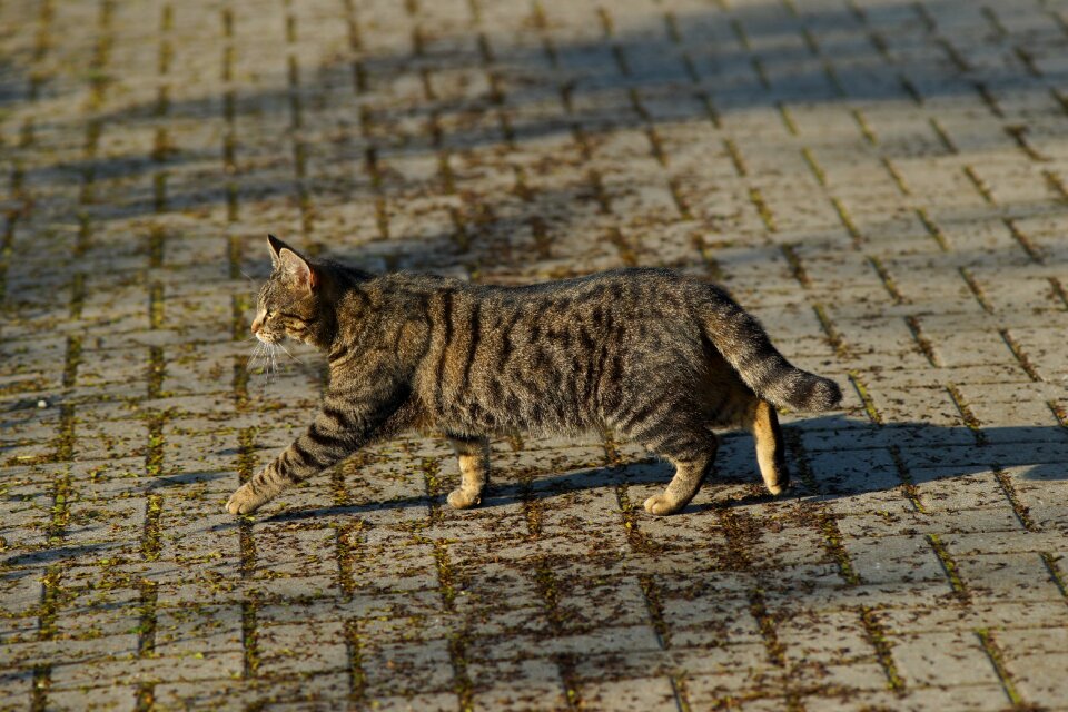 Domestic cat animal pet