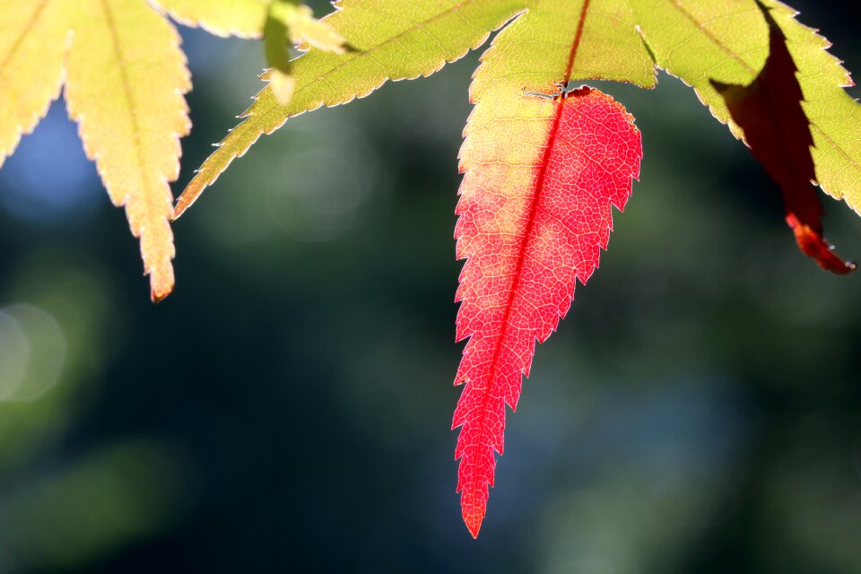 Nature autumn colorful