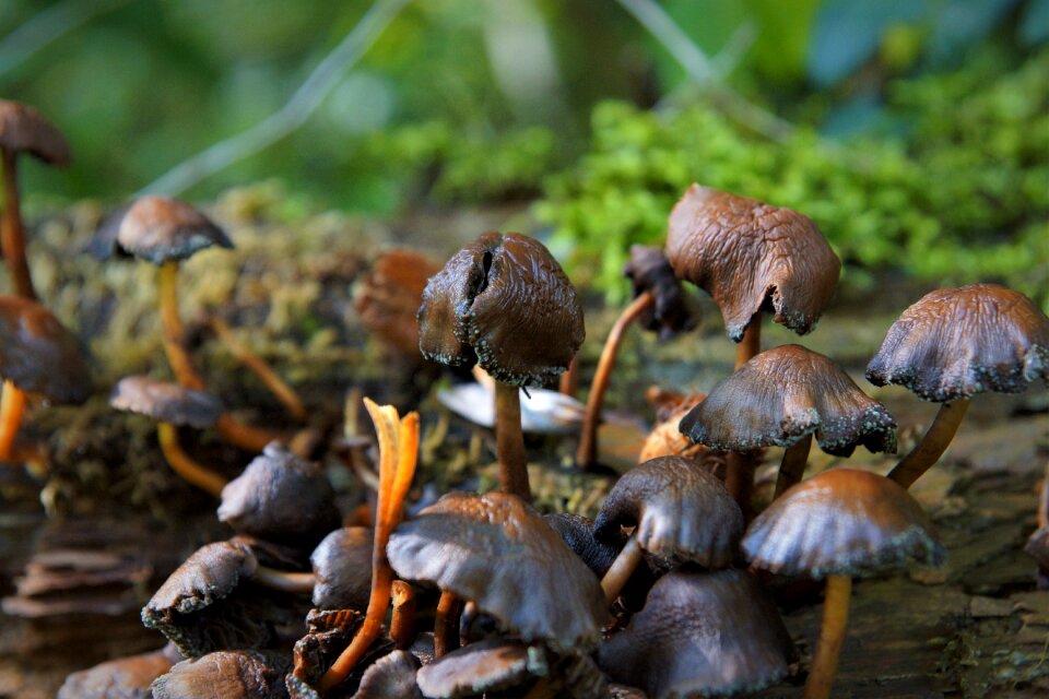 Mushrooms brown moist