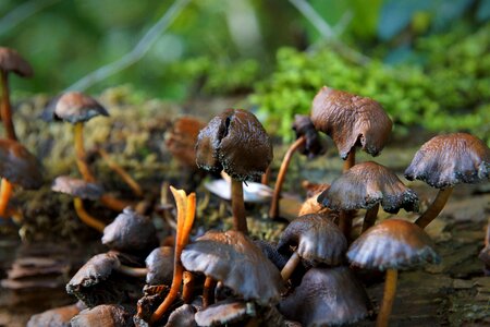 Mushrooms brown moist