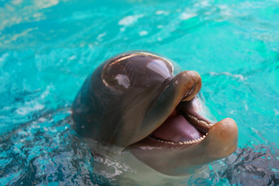 Ocean marine animal