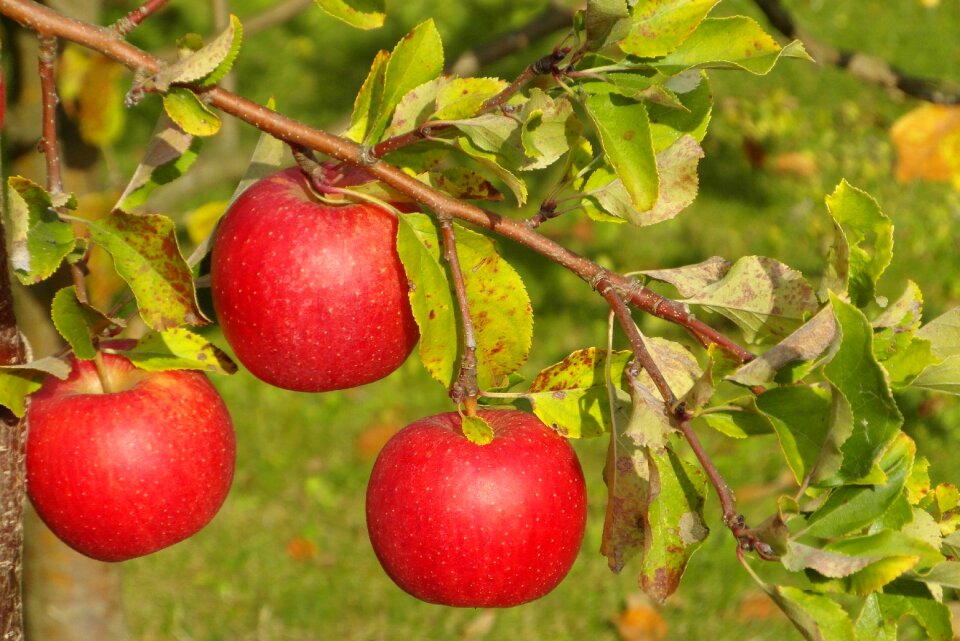 Healthy fruit garden