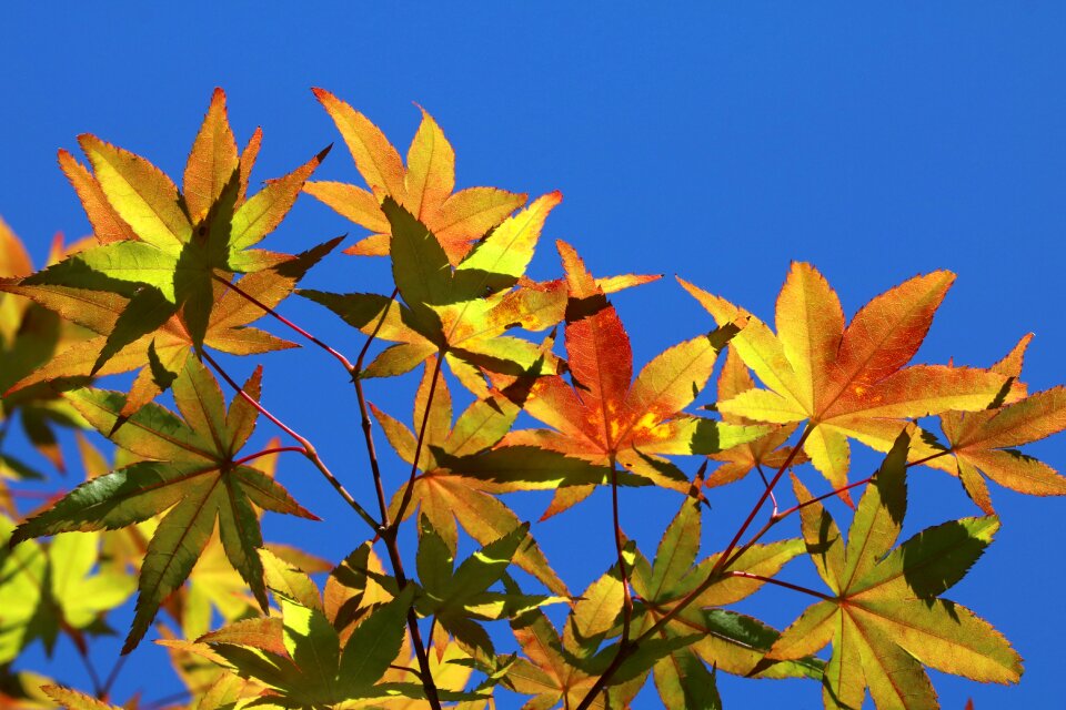 Nature autumn colorful
