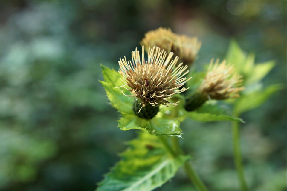 Thistle green prickly