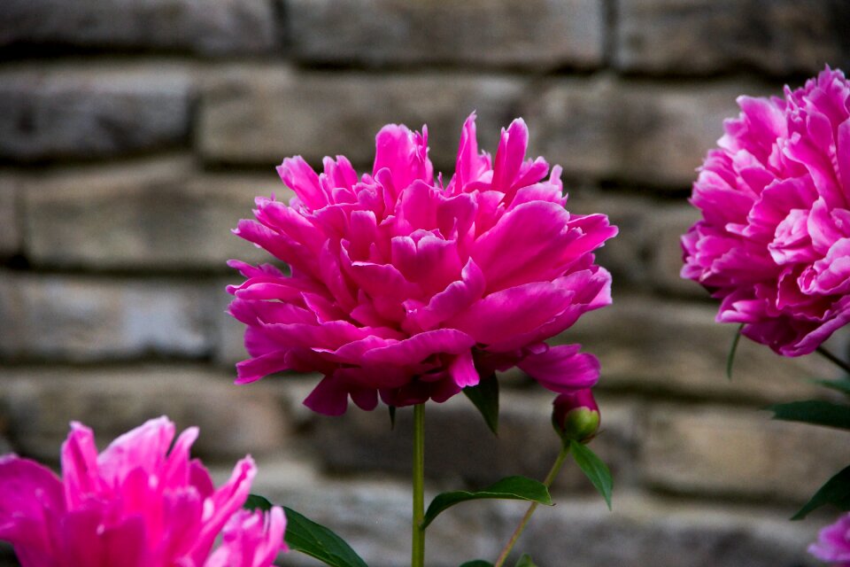 Blossom bloom peony