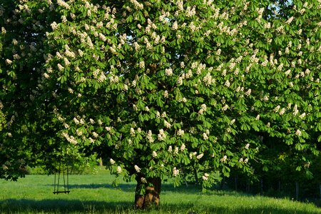 Isolated chestnut nature
