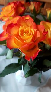 Rose orange flower photo