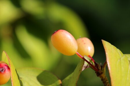 Nature plants sunshine