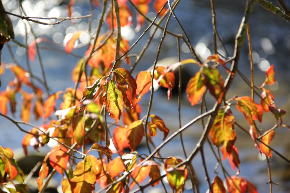 Autumn water golden