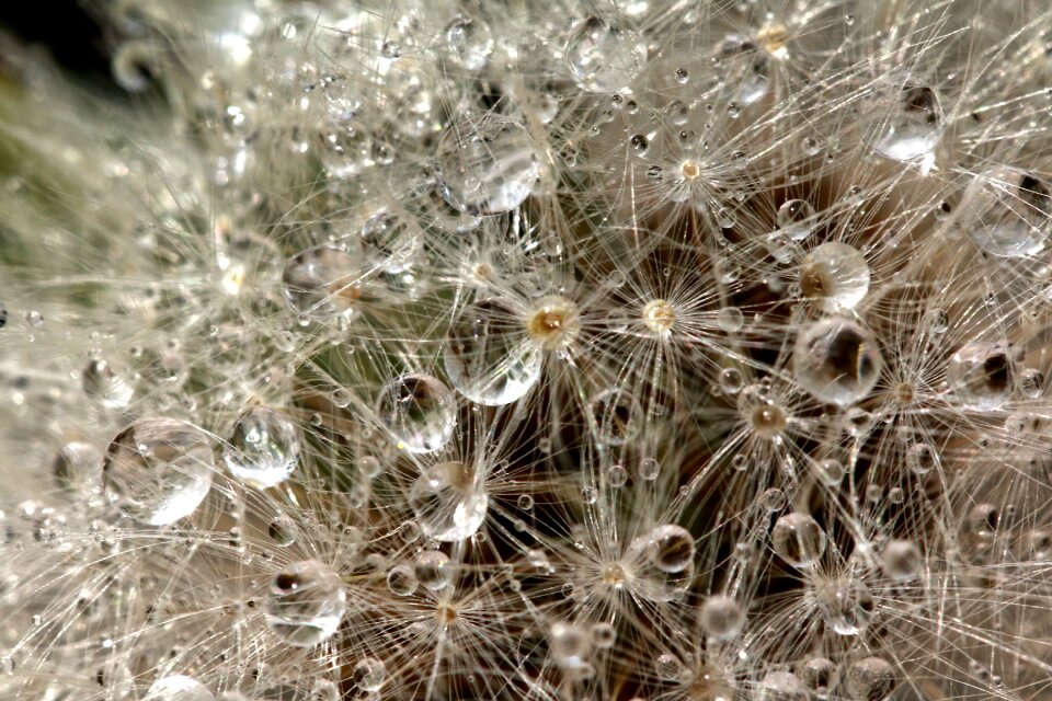 Water pearls macro dandelion