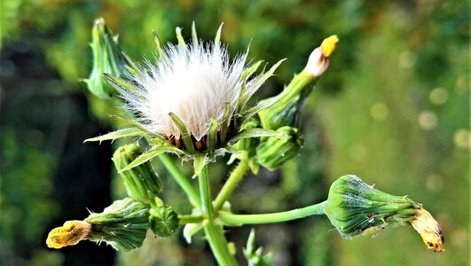 Composites grassland plants weed