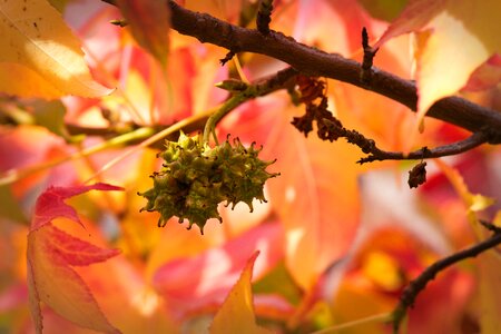 Autumn fall leaves autumn colours photo