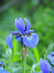 Garden spring nature