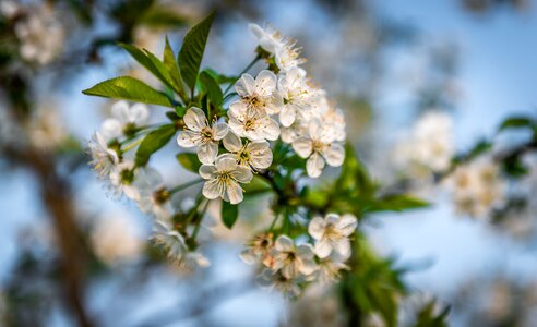 Flower plant nature photo