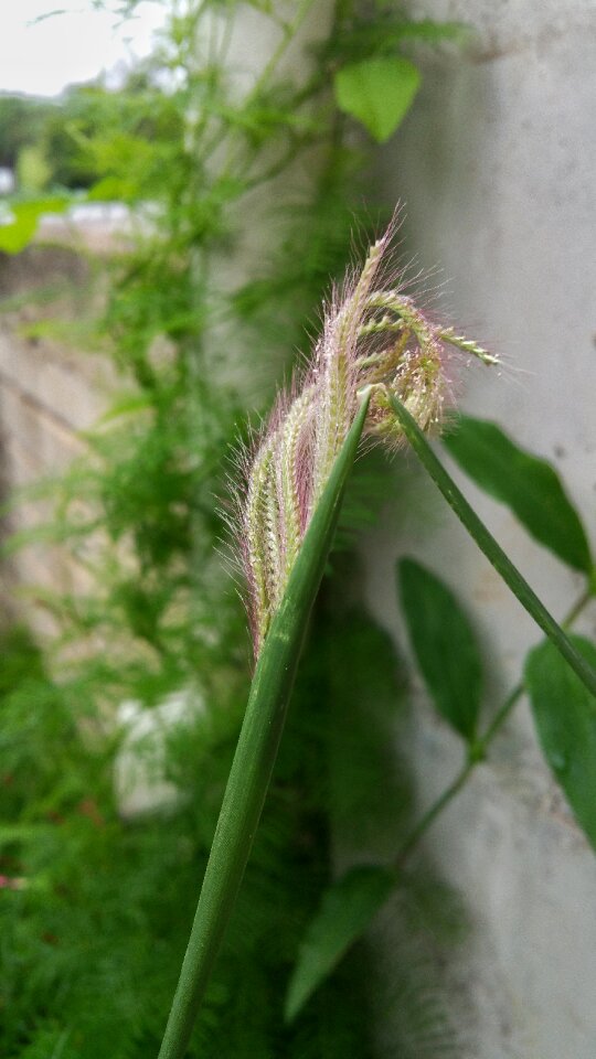 Plant green growth