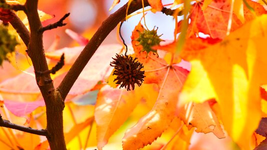 Fruit autumn fall leaves