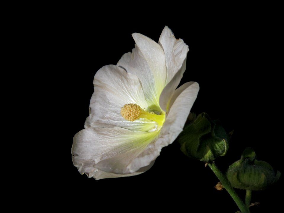 Plant malvaceae ornamental plant
