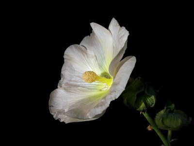 Plant malvaceae ornamental plant