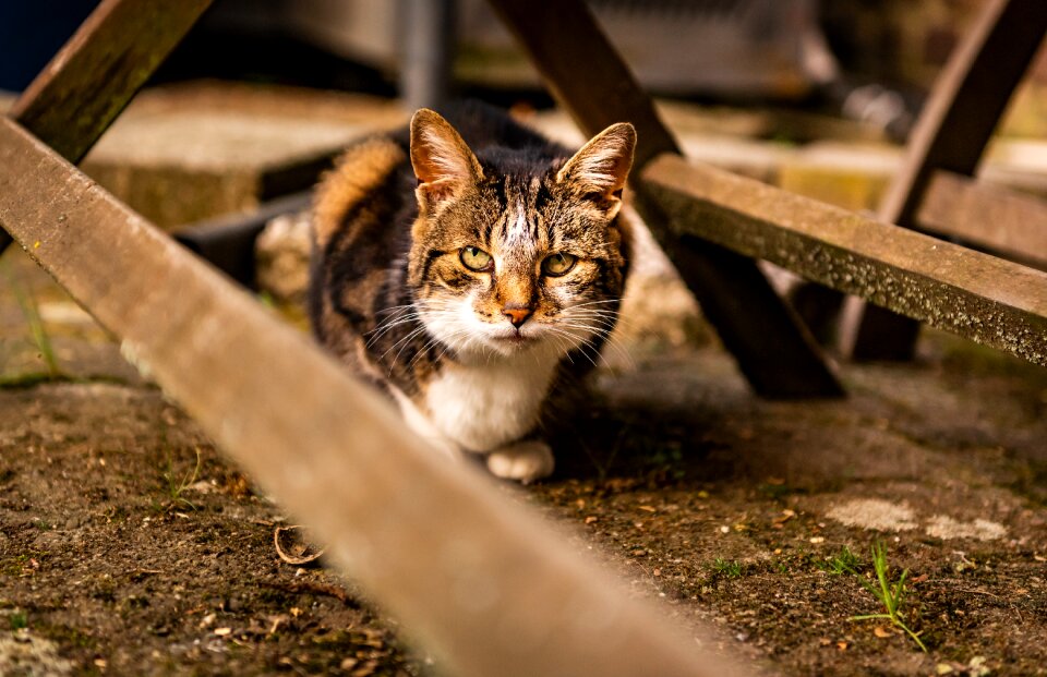 Nature animal cat photo