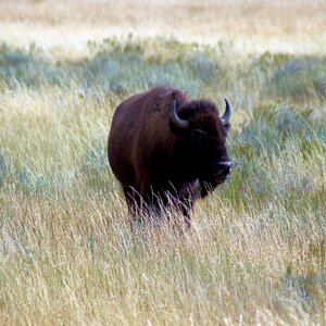 Buffalo horns mammal