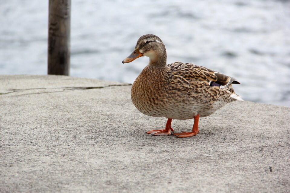 Bird animal nature