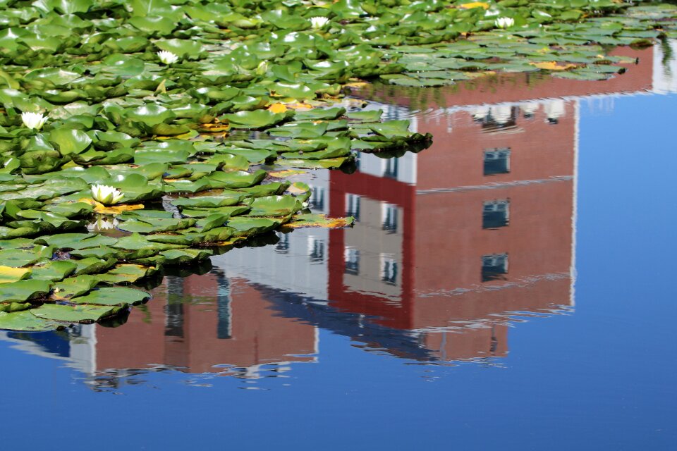 Flowers water lilies petal