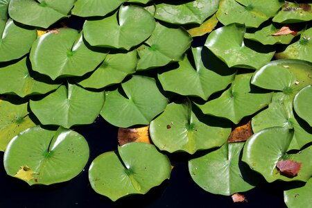 Water lilies petal leaf photo
