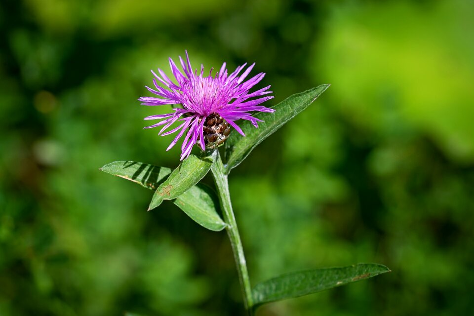 Blossom bloom nature