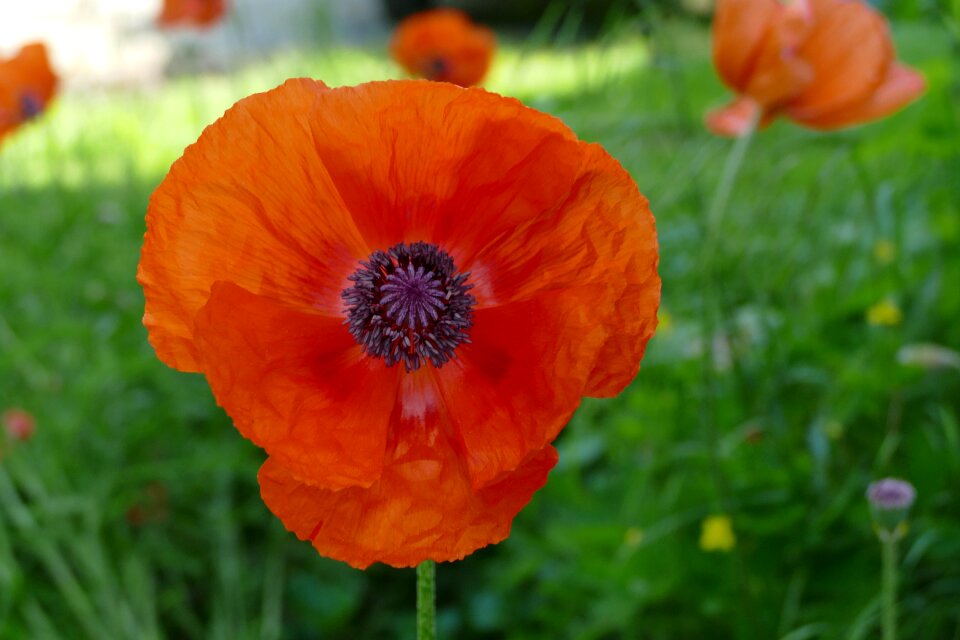 Nature orange poppy